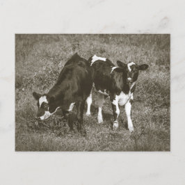 Cartão Postal Vacas jovens em um campo Crane Hill Alabama