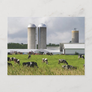Cartão Postal Vacas leiteiras e fazenda perto do Condado de Tayl