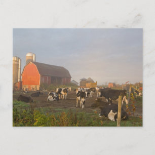 Cartão Postal vacas leiteiras Holstein do lado de fora de um cel