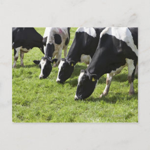 Cartão Postal Vacas leiteiras que pastam em pastagens