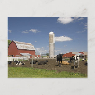 Cartão Postal Vacas na frente de um celeiro vermelho e silo em u