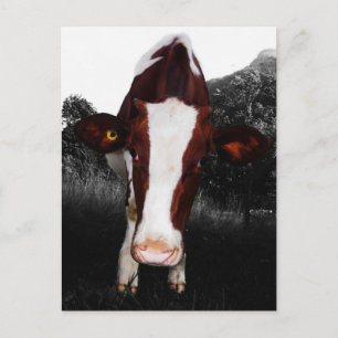 Cartão Postal Vacas - nem sempre preto e branco
