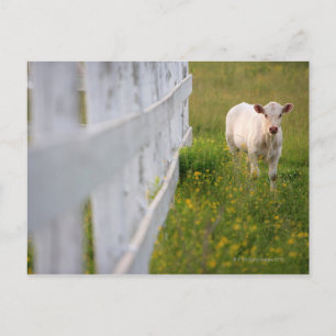 Cartão Postal Vacas no campo