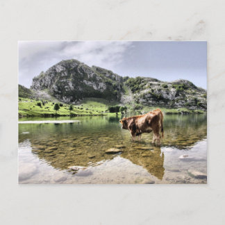Cartão Postal Vacas nos lagos de Covadonga, Astúrias