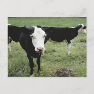 Cartão Postal Vacas pastando em campo, Nova Escócia, Canadá