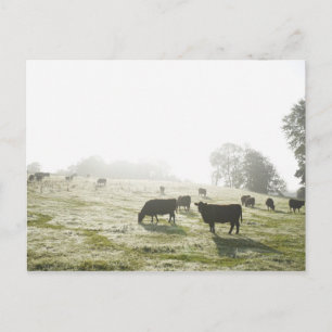 Cartão Postal Vacas pastando no campo à luz da manhã.