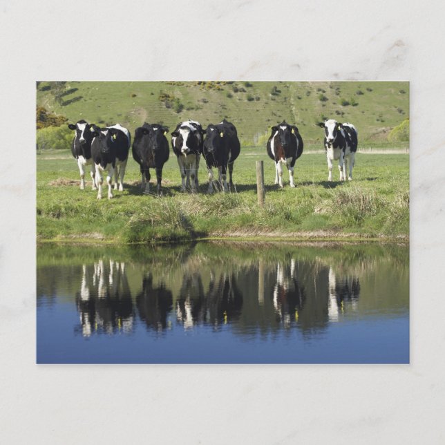 Cartão Postal Vacas refletidas no canal, Henley, Taieri Plain, (Frente)