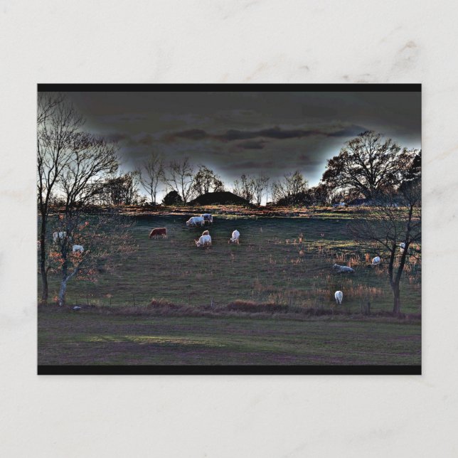 Cartão Postal Vacas Shimmering (Frente)