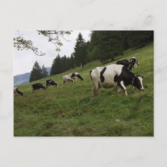 Cartão Postal Vacas suíças (Frente)