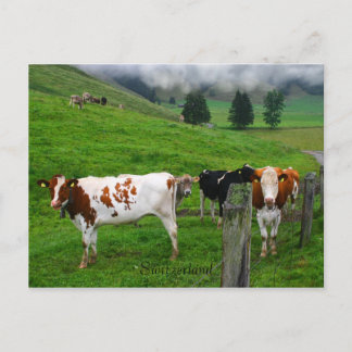 Cartão Postal Vacas suíças que pastam perto da Suiça de Küssnach