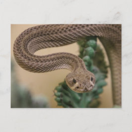 Cartão Postal Vai-Te Embora!