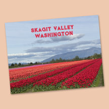Vale de Skagit Tulipa do Estado de Washington