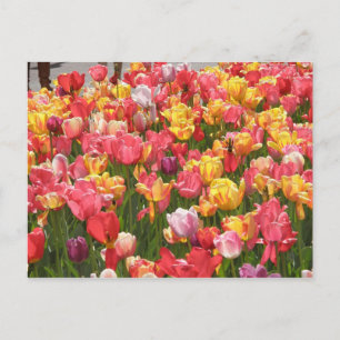 Cartão Postal Vale de Tulips