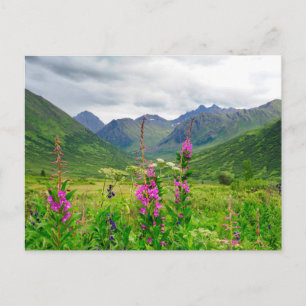 Cartão Postal Vale do Alaskan de Flores Selvagens