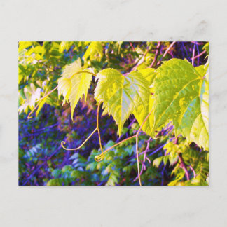 Cartão Postal Vale do Napa