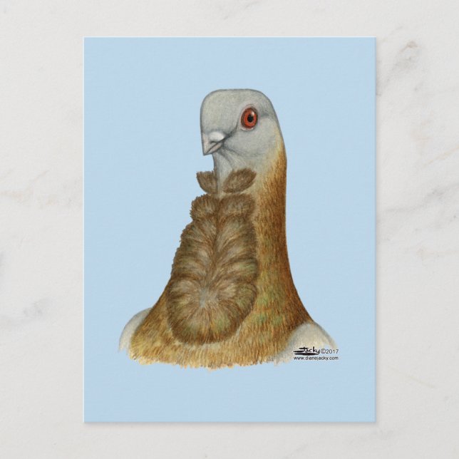 Cartão Postal Valencian Figurita Pigeon Portrait (Frente)