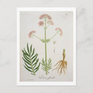 Cartão Postal Valeriana de 'Phytographie Medicale' por Joseph Ro
