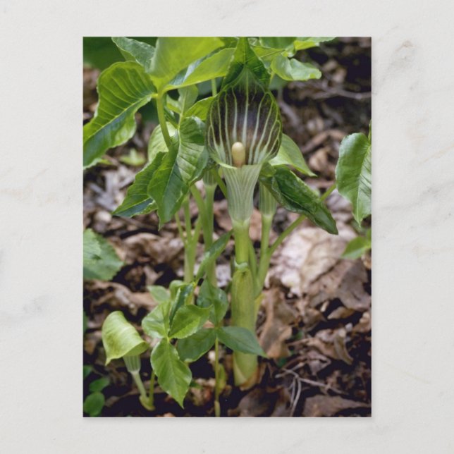 Cartão Postal Valete Verde (Arisaema Atrorubens Var. (Frente)