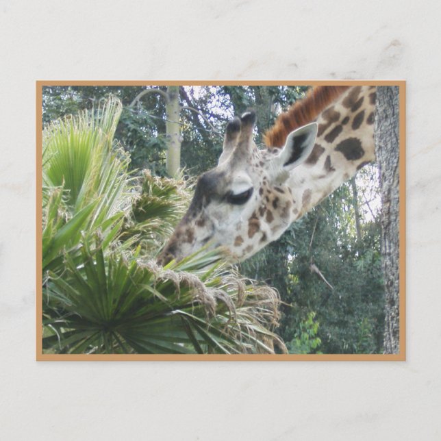 Cartão Postal Vamos Almoço Algum Dia! (Frente)