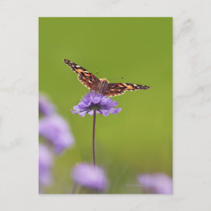 Cartão Postal Vanessa cardui - Europa, Alemanha, Baviera,