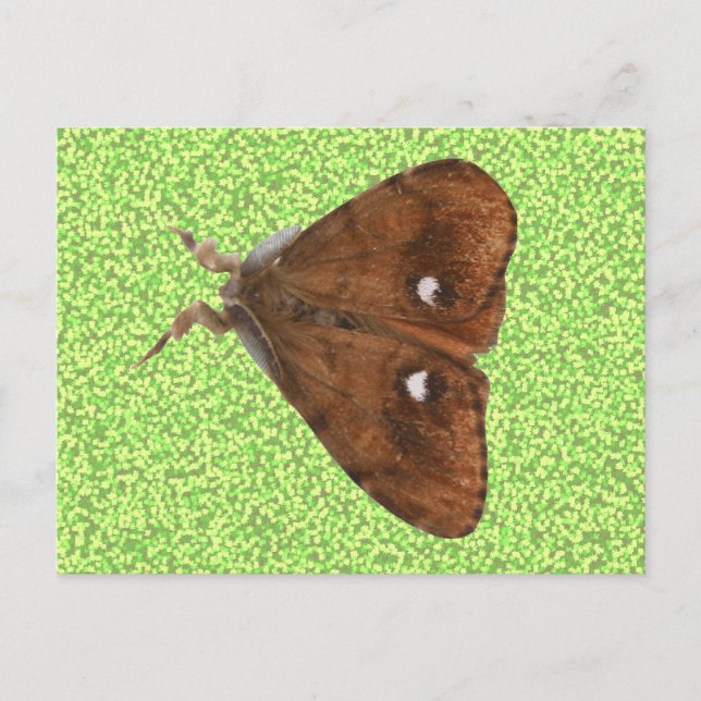 Cartão postal Vapourer Moth (Frente)