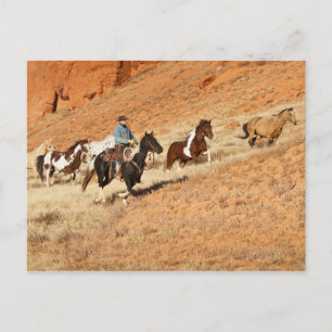 Cartão Postal Vaqueiro pastoreando cavalos