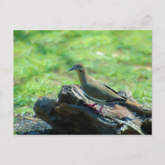 Cartão Postal Vara Branca