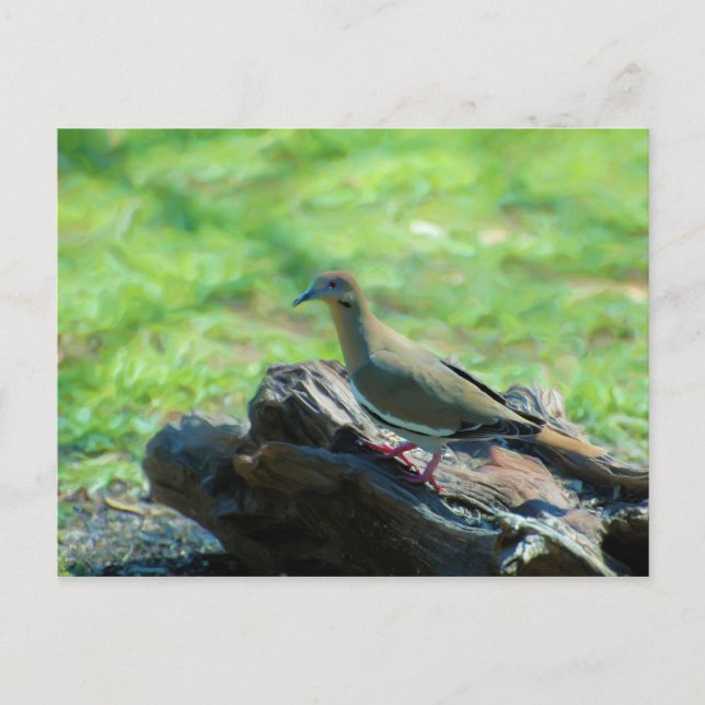 Cartão Postal Vara Branca (Frente)