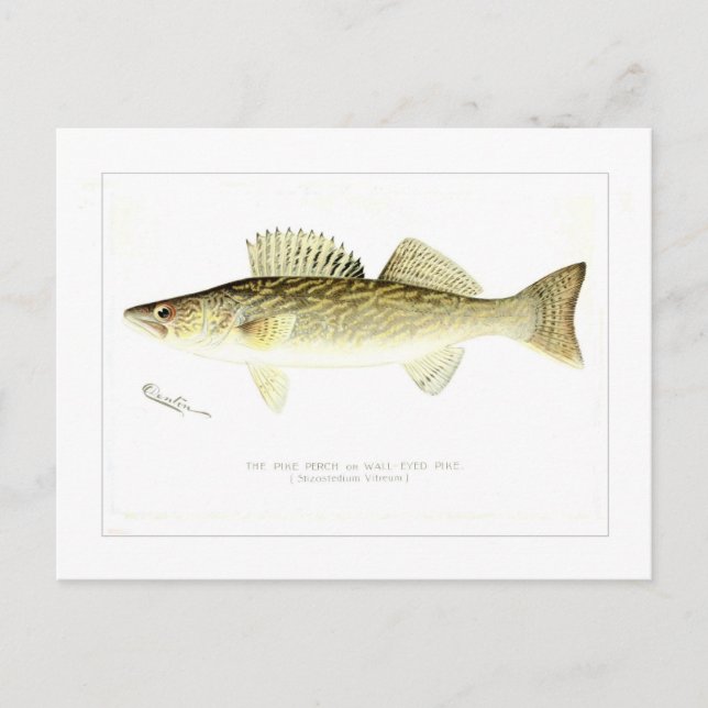 Cartão Postal Vara de Pike ou Pike Parede-eyed (Frente)