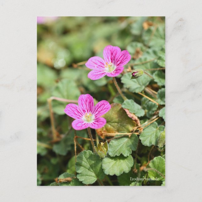 Cartão Postal Variabilidade Erodium [Cartão postal] ポ ス ト カ (Frente)
