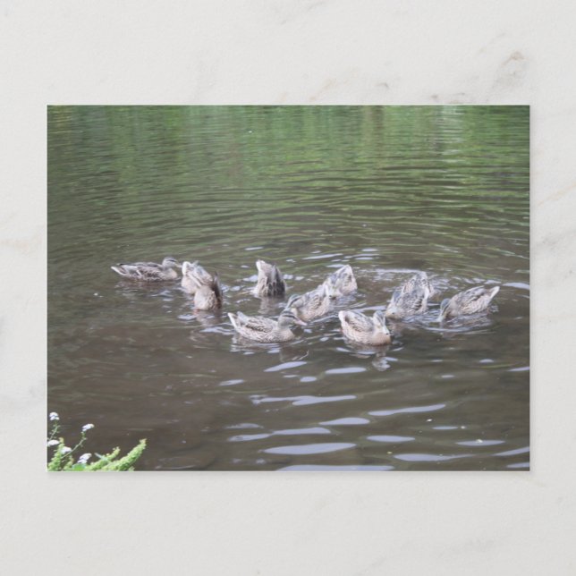 Cartão Postal várias cenas do alasca (Frente)