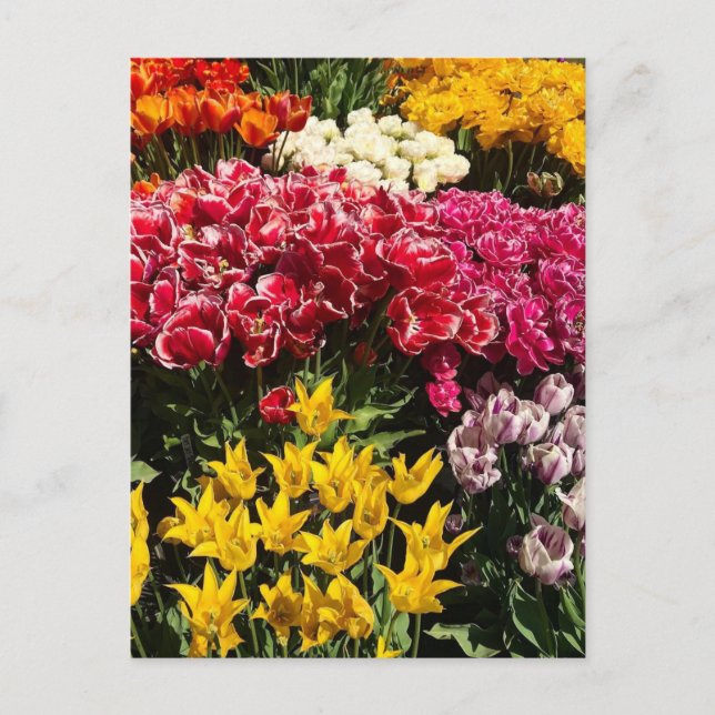 Cartão Postal Variedade de Tulipas (Frente)