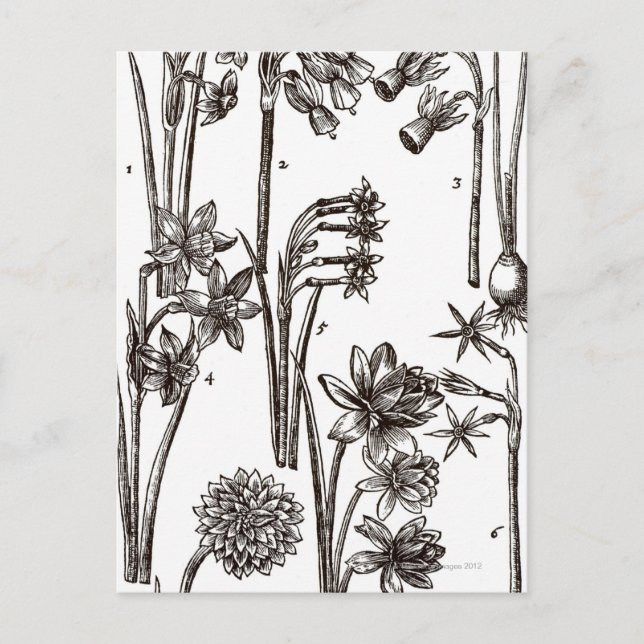 Cartão Postal Variedades de Jonquil (Frente)
