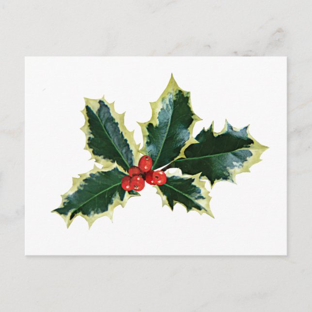 Cartão Postal Variegate Holly Brownells (Frente)