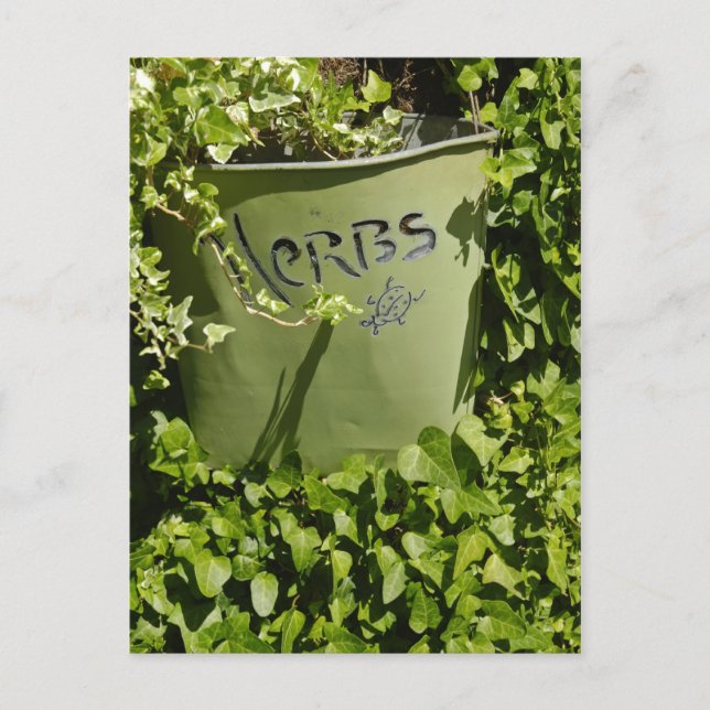 Cartão Postal Vaso de Ervas & Hera (Frente)