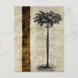 Cartão Postal Vazio Modelo de Árvore de Palm da Ilha Tropical Vi