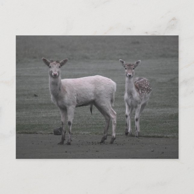 Cartão Postal Veado (Frente)