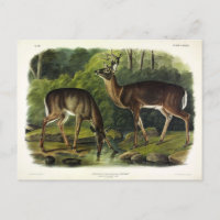 Veado comum (branco) - Quadrupedes de Audubon