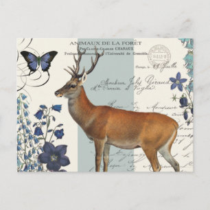 Cartão Postal veado-da-índia