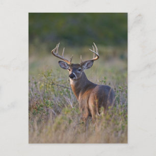Cartão Postal veado-de-cauda-branca Odocoileus virginianus