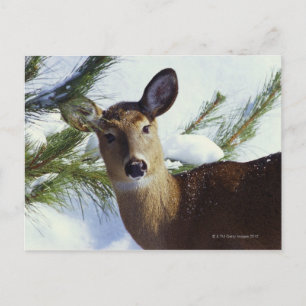 Cartão Postal Veado de cauda branca (Odocoileus virginianus)