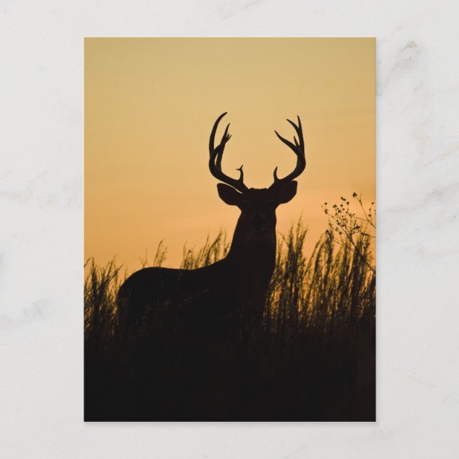 Cartão Postal veado-mateiro Odocoileus virginianus) (Frente)