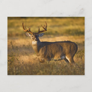 Cartão Postal Veado-mateiro (Odocoileus virginianus) adulto