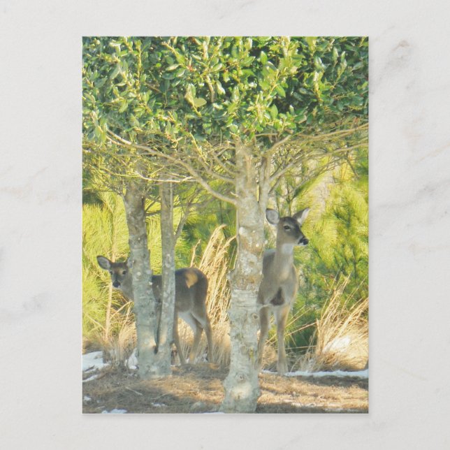 Cartão Postal Veado na neve (Frente)