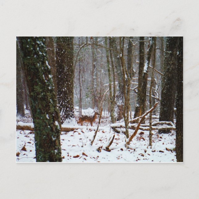 Cartão Postal Veado na neve cai (Frente)