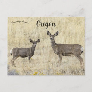 Cartão Postal Veados em Klamath Falls Oregon EUA
