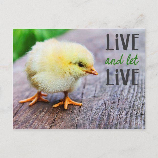Cartão Postal Vegan "Live and let live" com pintinho fofo (Frente)