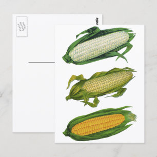 Cartão Postal Vegetais saudáveis da Comida de colheita, milho f