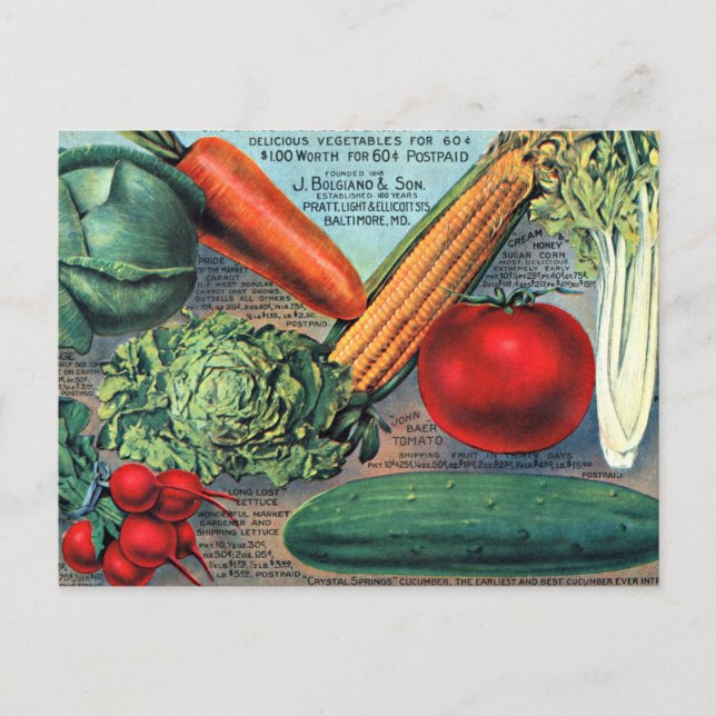 Cartão Postal Vegetais Vintage (Frente)