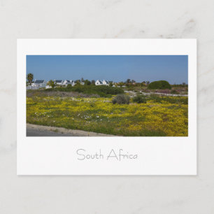 Cartão Postal Velddrif West Coast Wild Flowers South Africa SA